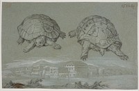 Two studies of a turtle, and prospect of a fortified city by the sea by Melchior Lorck