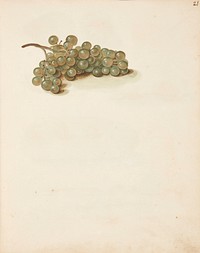Study of grapes by Johanna Fosie