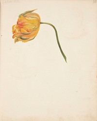 Study of yellow tulip by Johanna Fosie