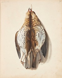 Study of two dead song thrushes? by Johanna Fosie