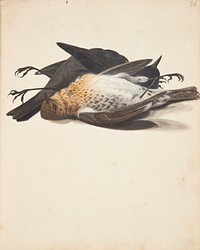 Study of two dead blackbirds, male and female, lying down by Johanna Fosie