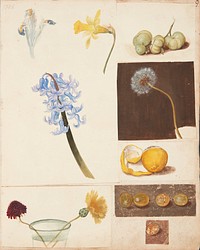 Study of flowers, fruits and green tomatoes by Johanna Fosie