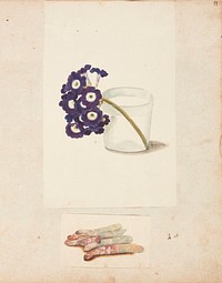 Study of flower in glass with water and white asparagus by Johanna Fosie