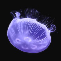 Purple jellyfish, sea animal design