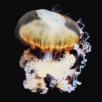 Jellyfish collage element, isolated image