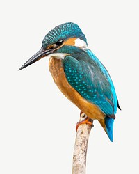 Kingfisher bird animal collage element psd