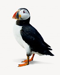 Atlantic puffin bird isolated image