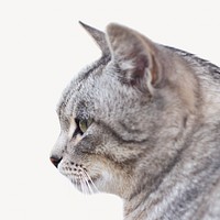 Tabby cat pet  isolated design