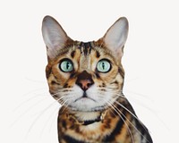 Tabby cat pet  isolated design