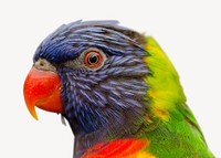 Rainbow lorikeet  collage element, isolated image