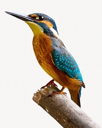 Blue jay bird isolated image