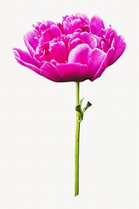 Pink flower image on white design