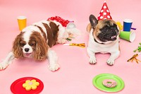 Birthday party dogs, cute pet.