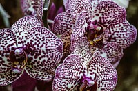 Closeup of white and purple orchid flowers.