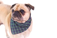 Close up of tan pug wearing blue and green bandana.