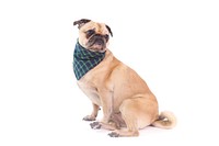 Pug sitting down wearing green and blue bandana.