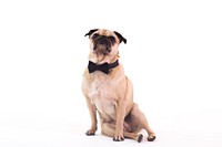 Tan pug sitting down wearing black bowtie.