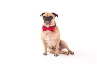 Tan pug sitting down wearing red bowtie.