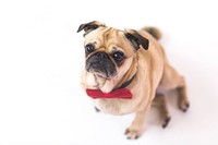 Pug looking up wearing a red bowtie.