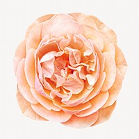 Pastel orange rose