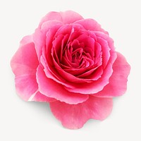 Pink rose, isolated image