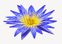 Blue blooming lotus isolated image on white