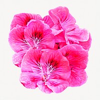 Pink flower arrangement isolated image on white