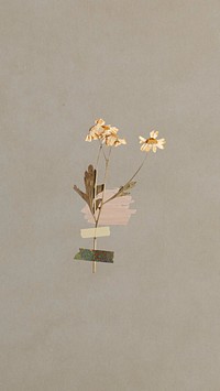 iPhone wallpaper aesthetic dried flower taped, brown background