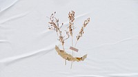 Desktop wallpaper aesthetic dried flower craft, white background