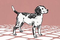 Vintage beagle illustration image