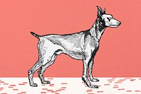 Red Greyhound illustration