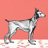 Greyhound illustration, red background image