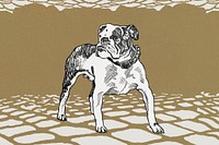 Vintage pit-bull illustration