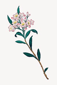 Vintage almond flower painting psd