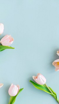 Aesthetic tulip flowers phone wallpaper, pastel blue background