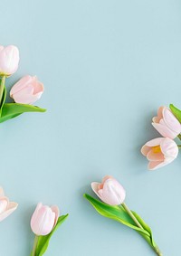 Aesthetic tulip flowers background, pastel blue design