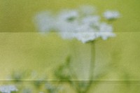 Aesthetic blurred flower background