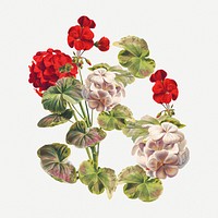 Red & white geranium, vintage flower psd