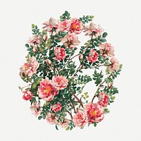 Blooming pink rose, vintage flower psd