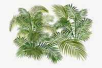 Palm leaf  collage element