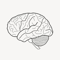 Human brain clip art vector. Free public domain CC0 image.