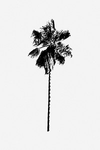 Palm tree illustration, clip art. Free public domain CC0 image.