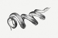 Vintage snake clip art psd. Free public domain CC0 image.