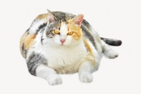 Cute cat image on white