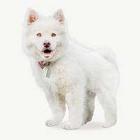 White fluffy puppy animal psd