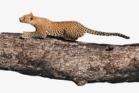 Free leopard image, public domain wild animal CC0 photo. on white