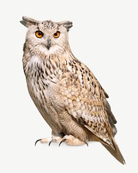 Ear tufts eagle owl animal psd