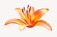 Orange tiger lily image