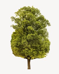 Green nature tree isolated object on white