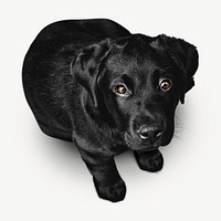 Labrador retriever dog image graphic psd